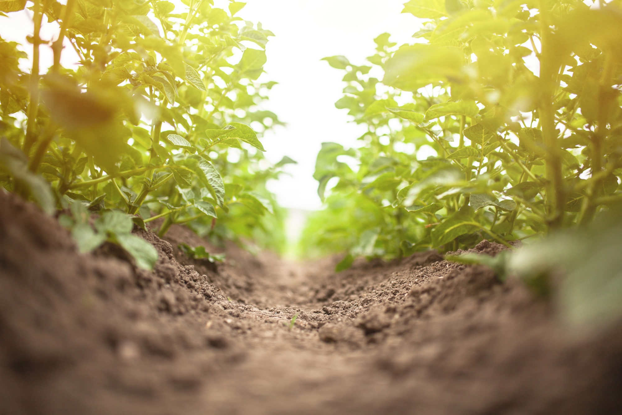 Champ pomme de terre - Feuillage
