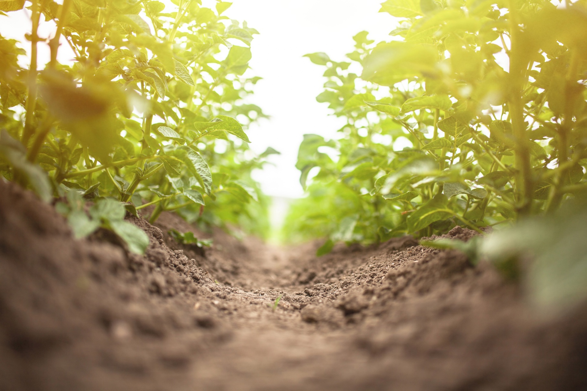 Champ pomme de terre - Feuillage