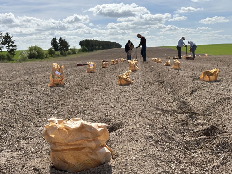 Plantation Essais Pocancy 63