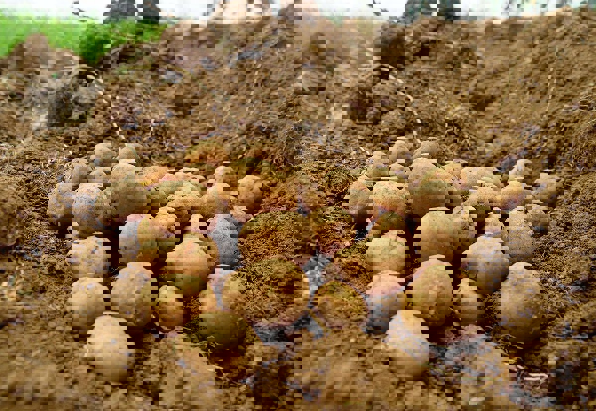 Header Varieties (Seed Potatoes)