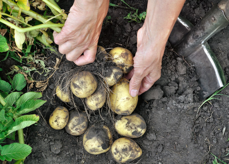 tubercules sorti de terre - Desmazières