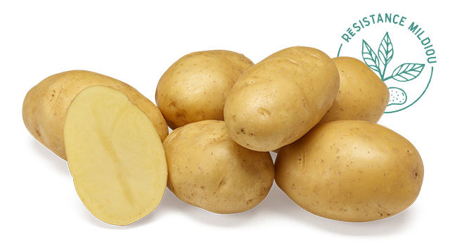 Variete DESMAZIERES Twinner