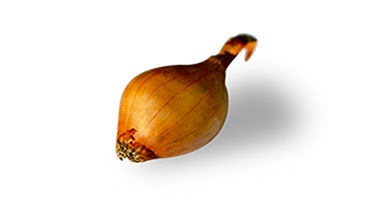 Bulbille Jet Set