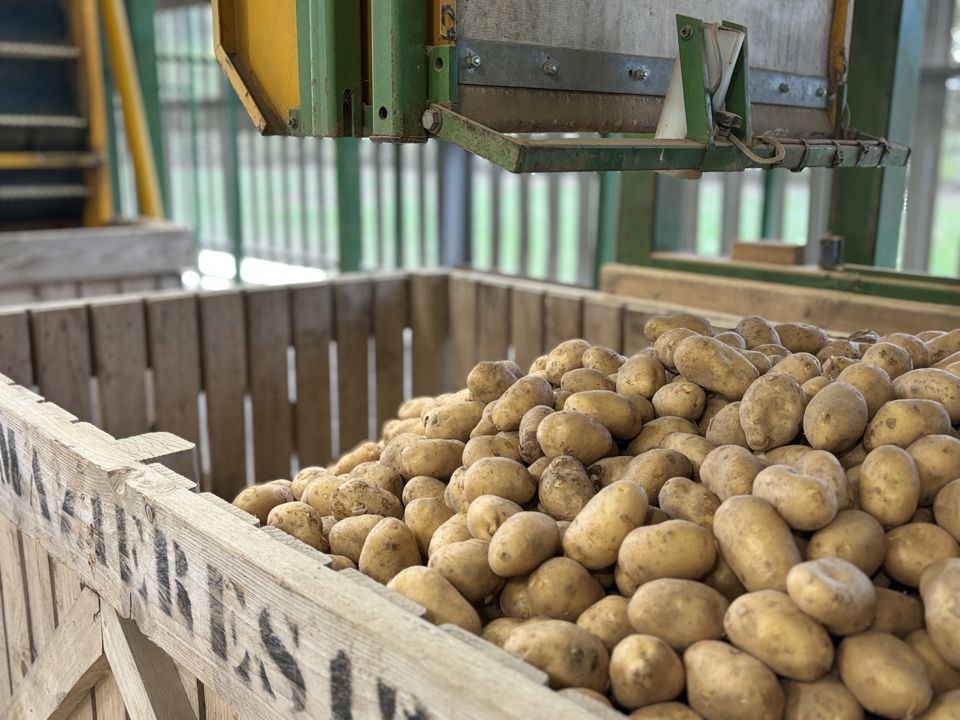 Caisses palox et pommes de terre