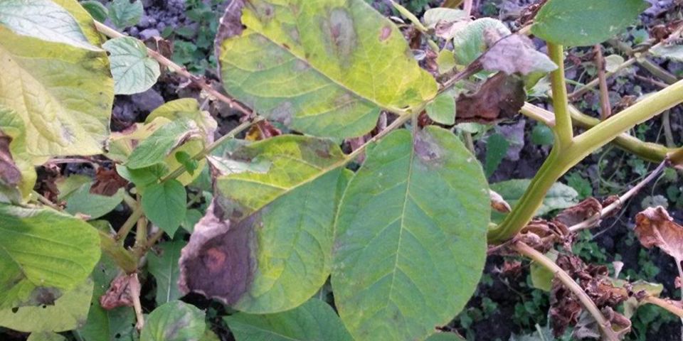 9 Alouette Met Lesies (1)