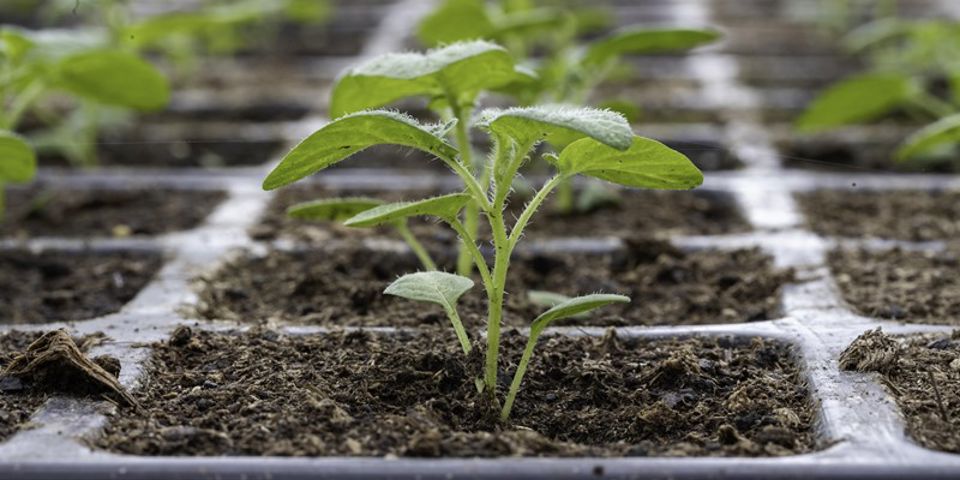 Klaas Eissens Agrico Rs 09 07 19 46