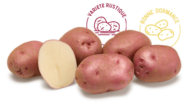 Variete DESMAZIERES Rudolph