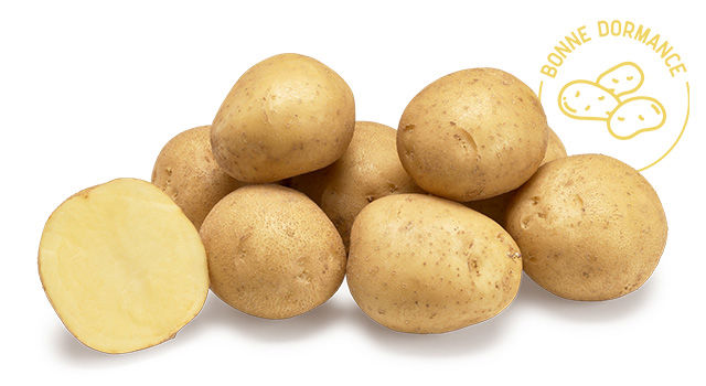 Corsica - Desmazières