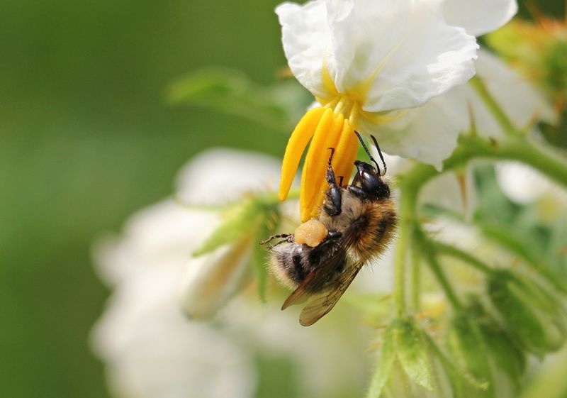 Abeille sur une fleur de pommes de terre - Desmazières