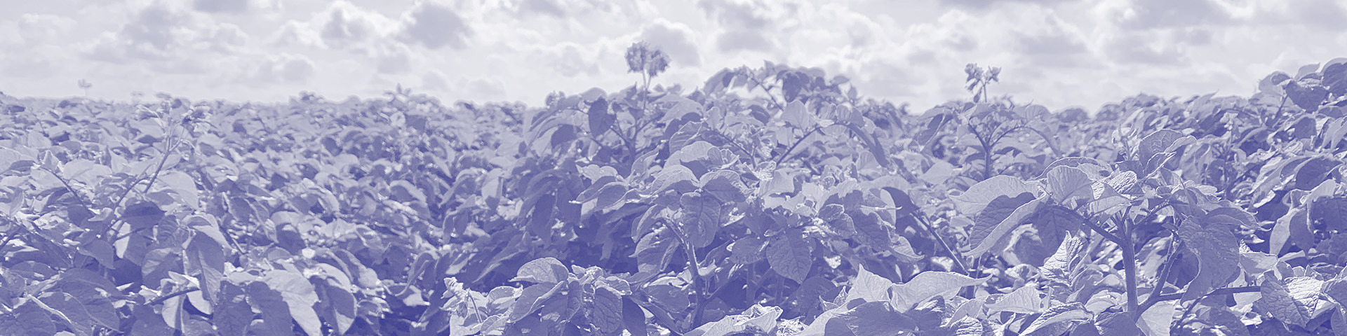 Header Bichromie ODD