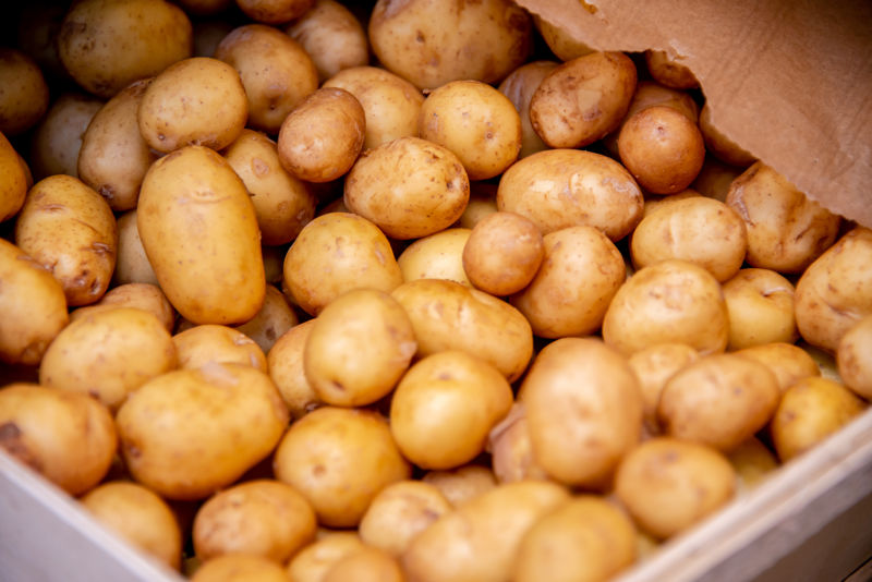 pomme de terre desmazières