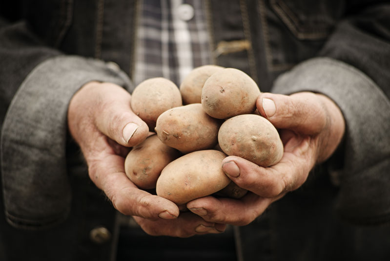 pomme de terres - desmazières