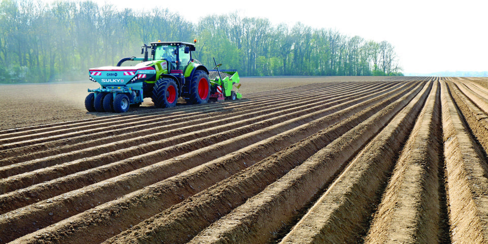 Pommes de terre sorties de terre - Desmazières