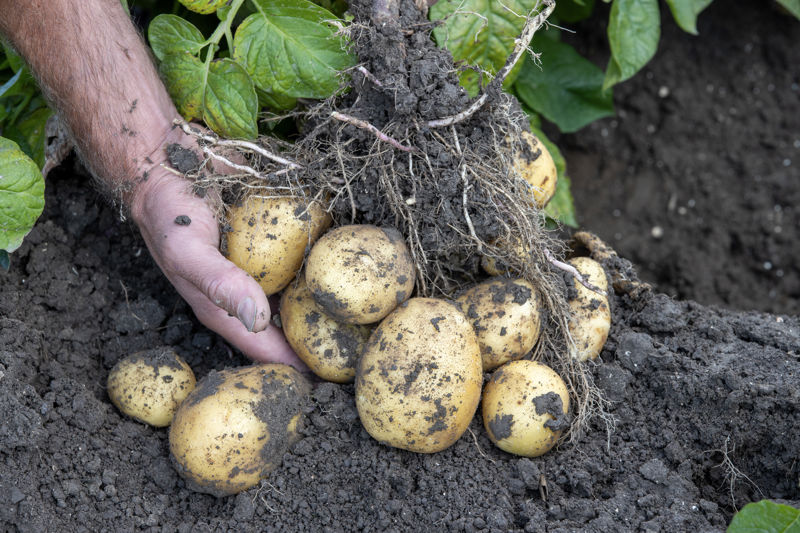 Agroécolonomie desmazières