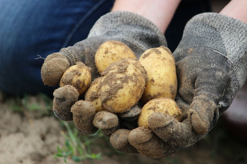 pomme de terre bio desmazières