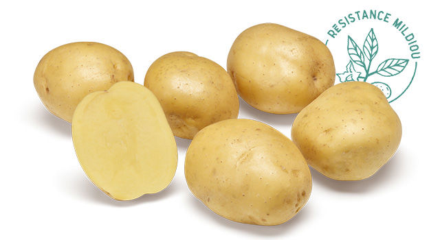 Variete DESMAZIERES Twister