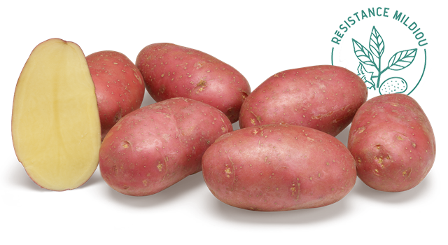 Variete DESMAZIERES Alouette