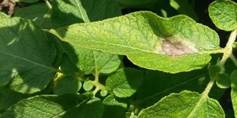 6 Sporulatie Bovenkant Keer Blad Om (1)