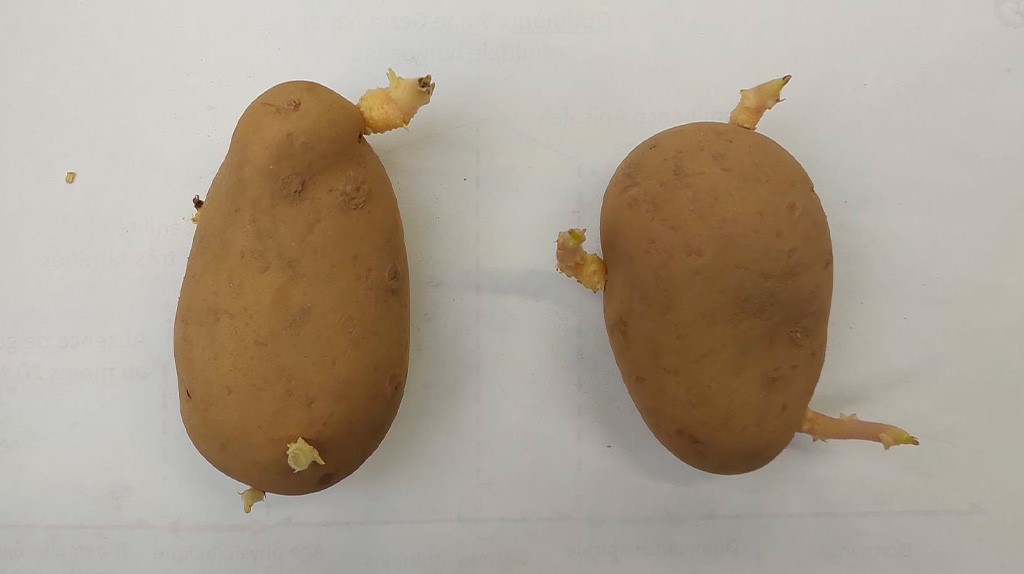 La Reussite De Gourmandine