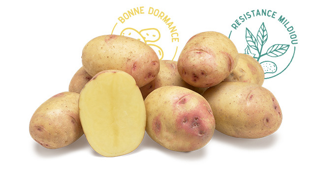 Variete DESMAZIERES Carolus