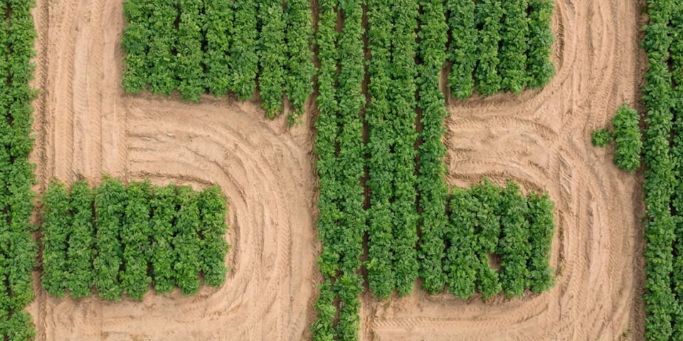 Desmazières - Tubercules moyens
