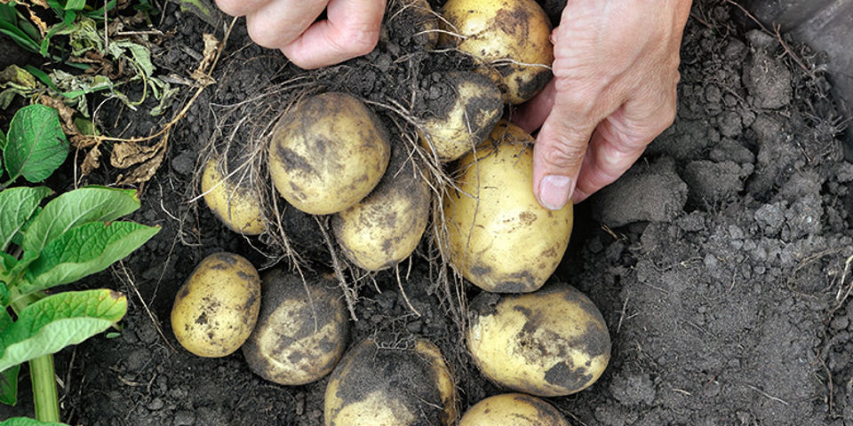 Nombre De Tubercules