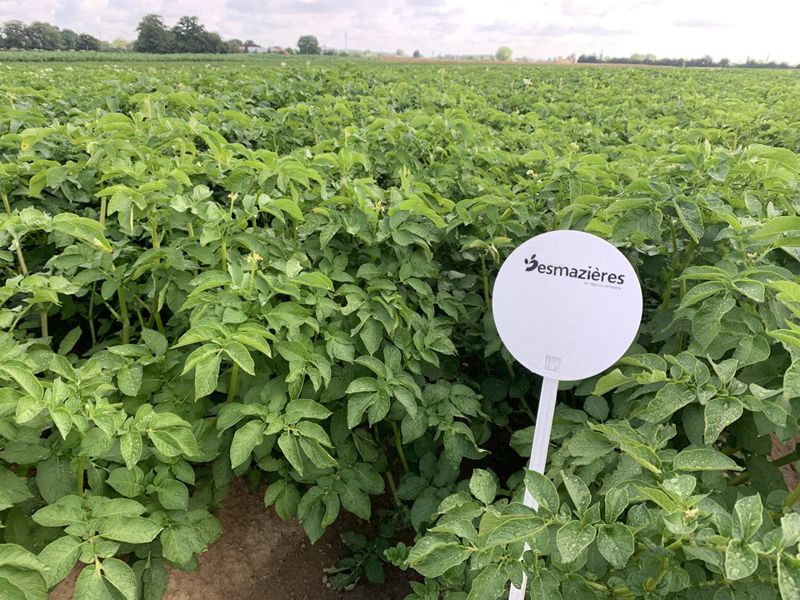 culture de pommes de terres desmazières
