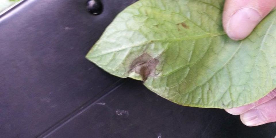 8 20160714 183813 (1)