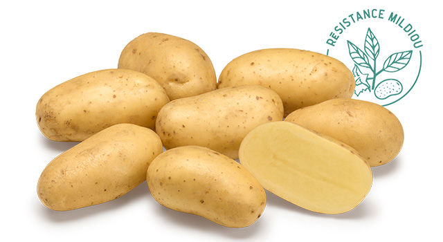 Variete DESMAZIERES Levante