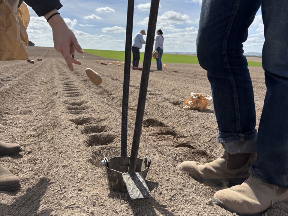 Plantation Essais Pocancy 105