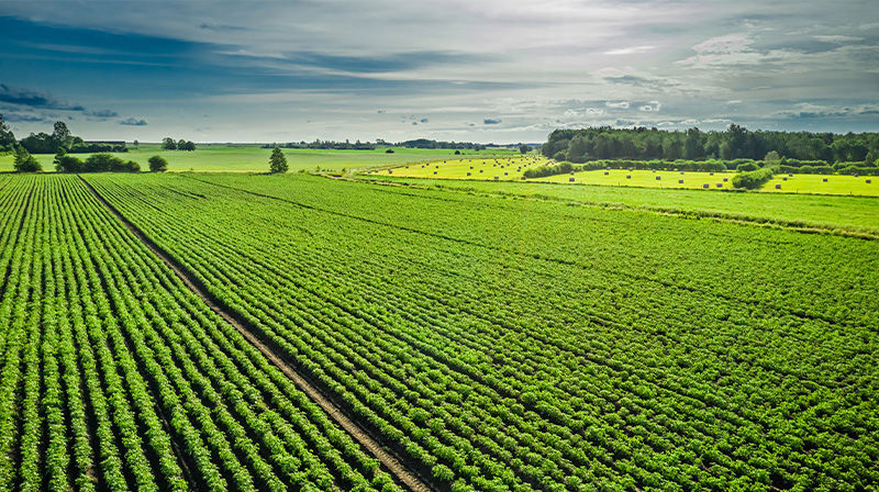 champ de culture de pomme de terre desmazières