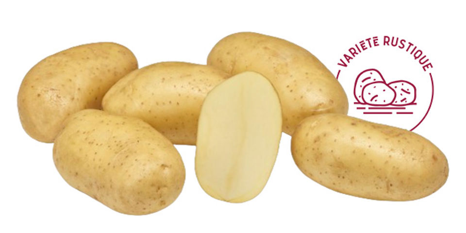 variété napoléon