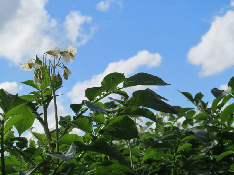 pomme de terre en fleurs - desmazières