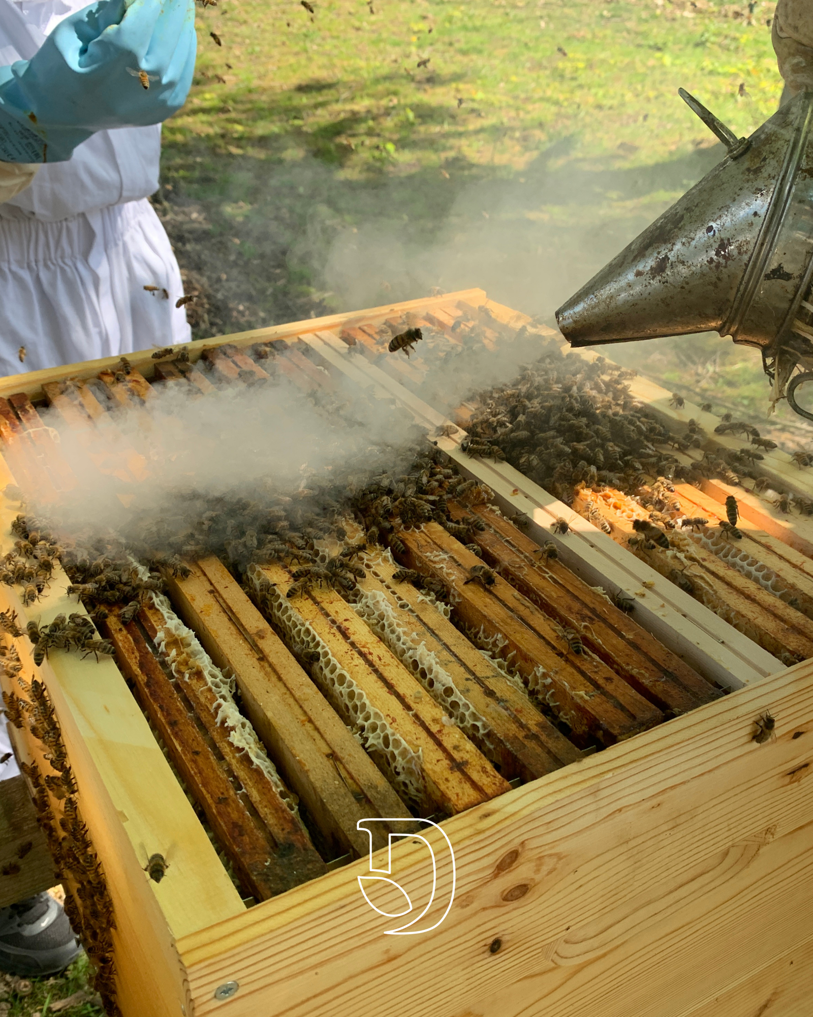 Ruches abeilles chez Desmazières