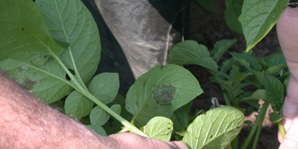 7 2B Sporulatie Keer Blad Om (1)