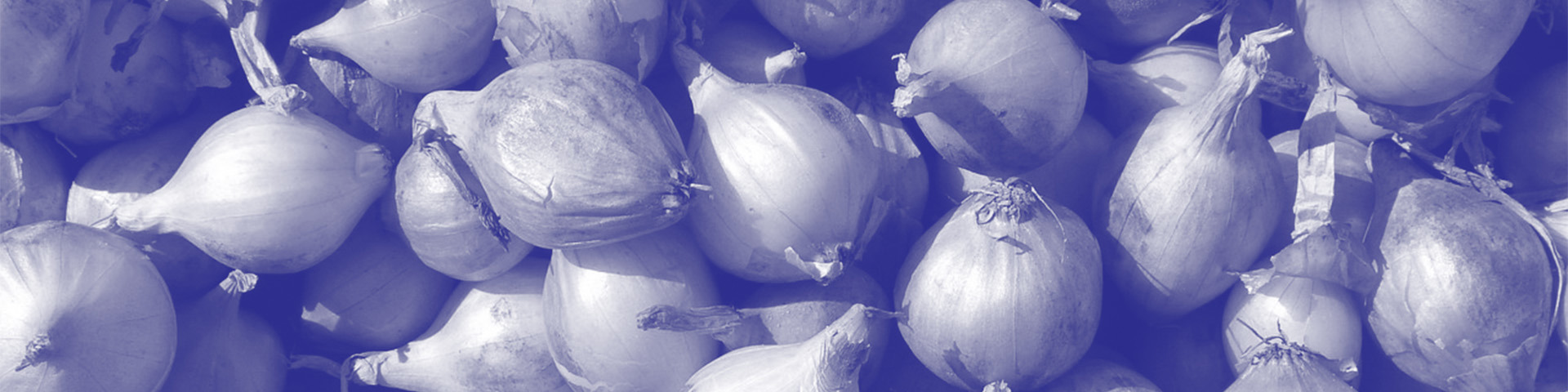 Header Bulbilles
