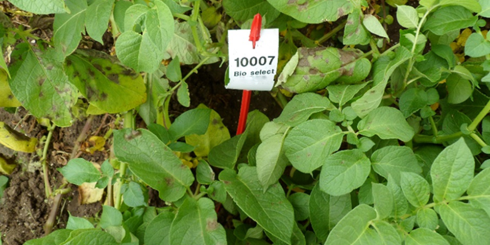 3 Sam 0144 10001 Aangetast (1)