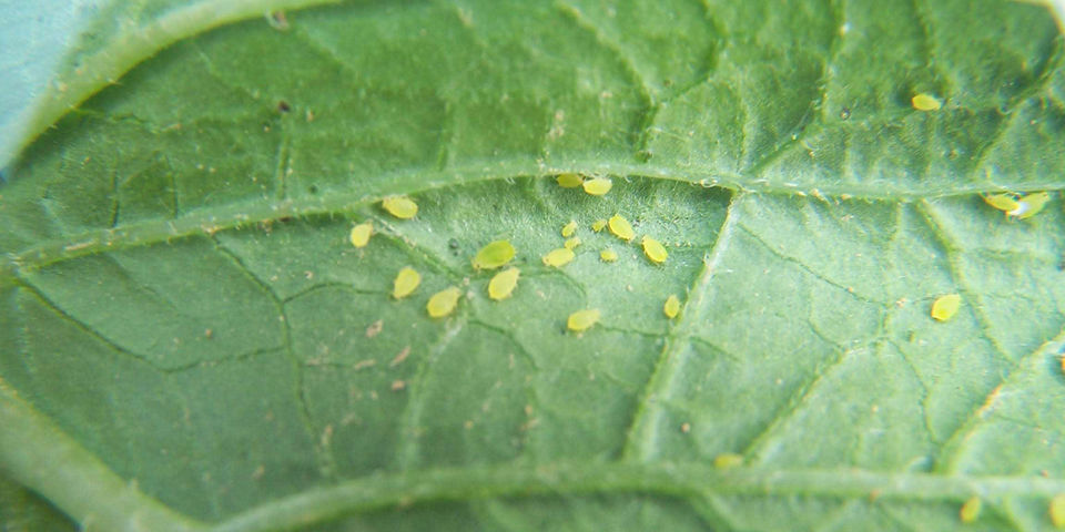 Pucerons Sur Feuille De Pomme De Terre