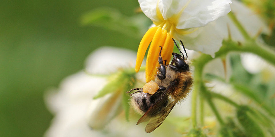 fleur de pomme de terre