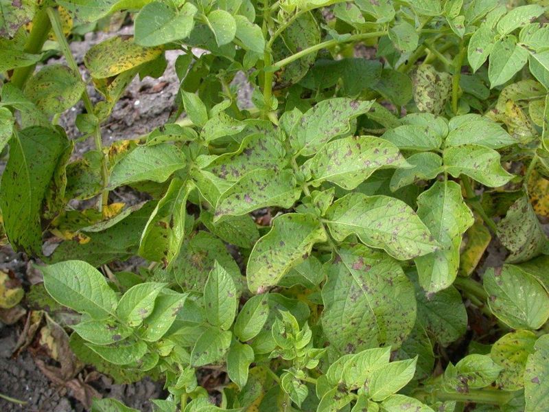 Agroécolonomie desmazières