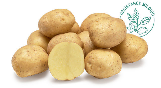 Variete DESMAZIERES Beyonce