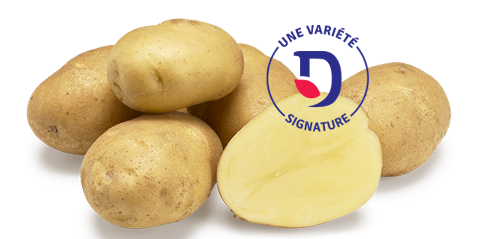 Fontane - une variété signature