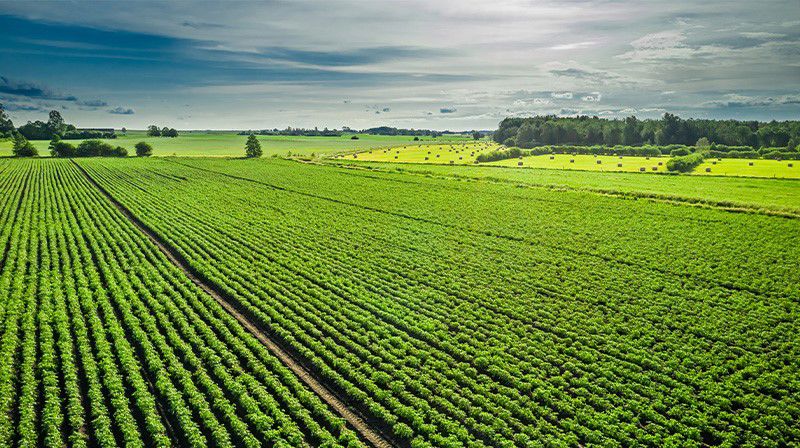 champ de culture de pomme de terre desmazières