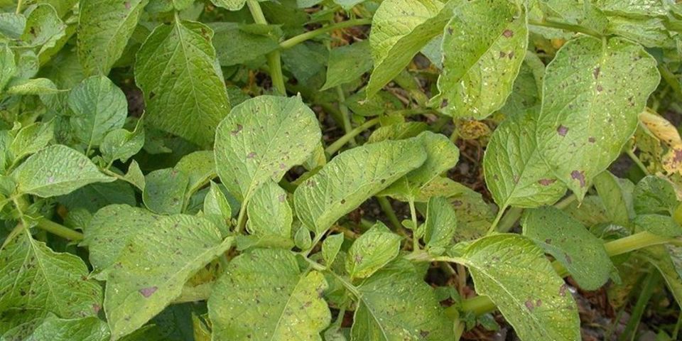 5 Toluca Necrotic Spots (1)