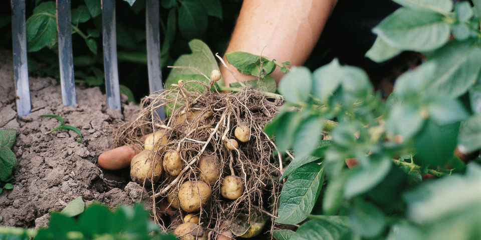 pomme de terre - desmazières