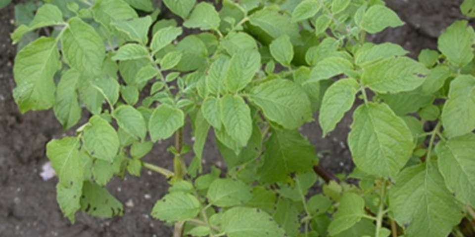 2 1C Overgevoeligheidsreactie (1)