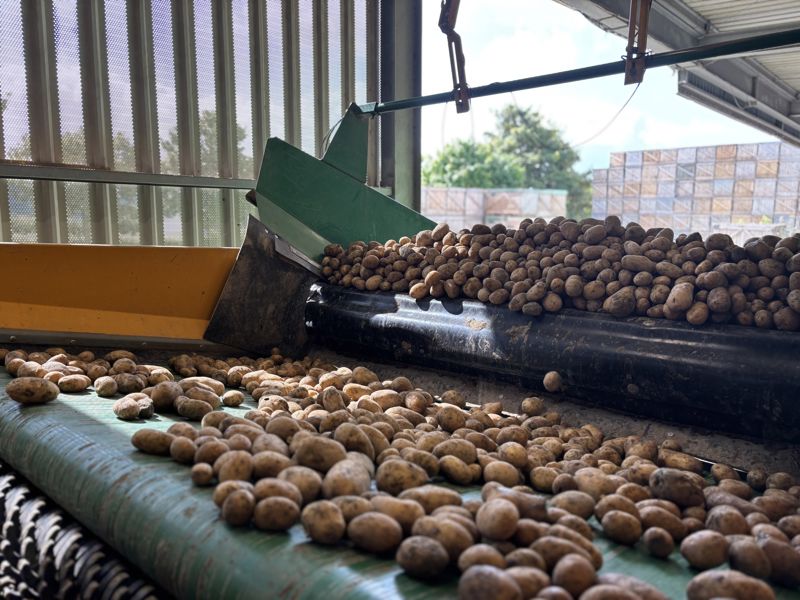 Pomme de terre Carolus - Desmazières