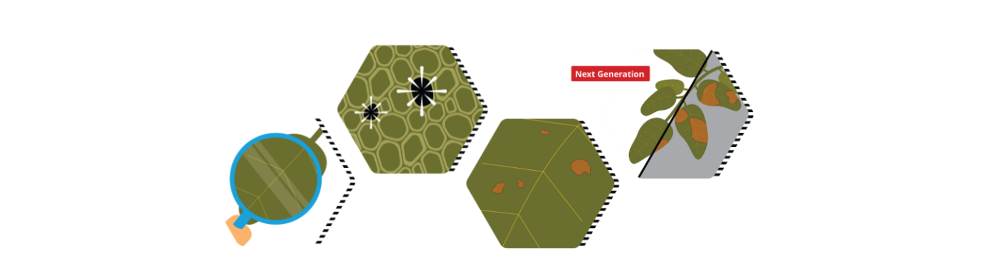 Stay Free From Late Blight (2)